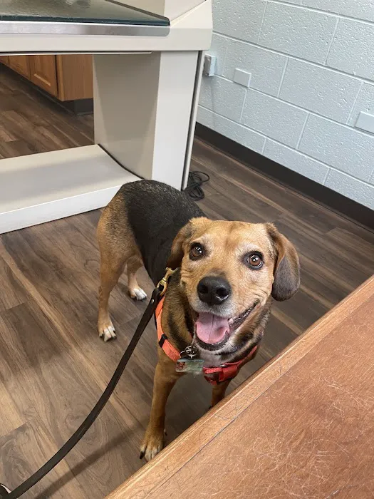 VCA Lakewood Animal Hospital Picture 10