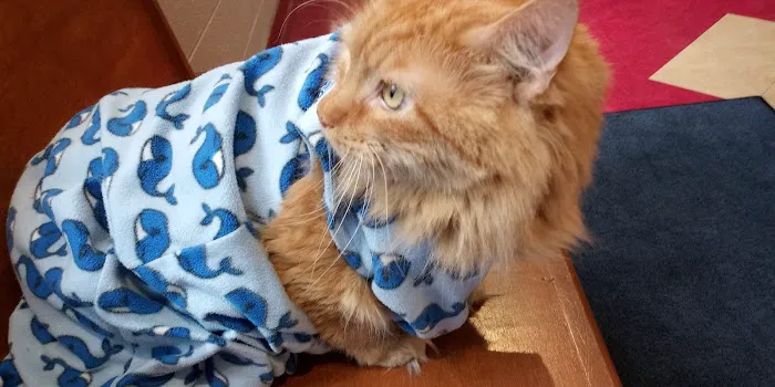 VCA Lakewood Animal Hospital Picture 1