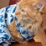 VCA Lakewood Animal Hospital