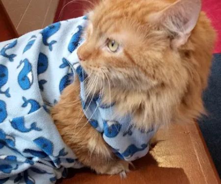VCA Lakewood Animal Hospital
