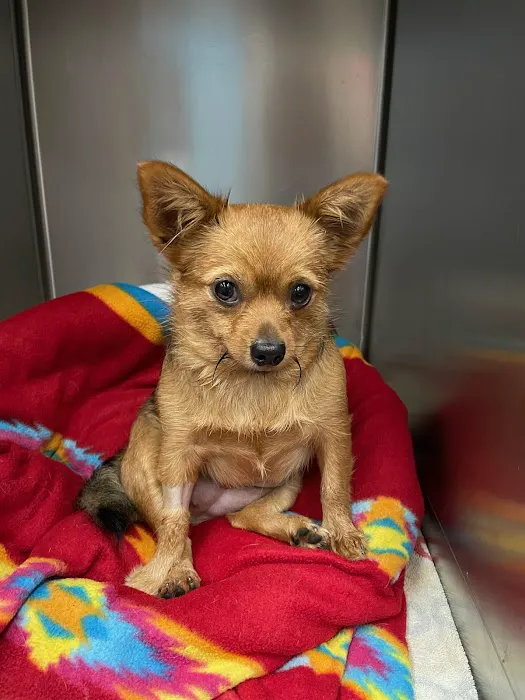 VCA Lakewood Animal Hospital Picture 4