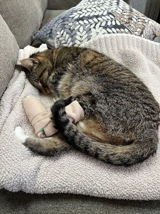 VCA Lakewood Animal Hospital Picture 3