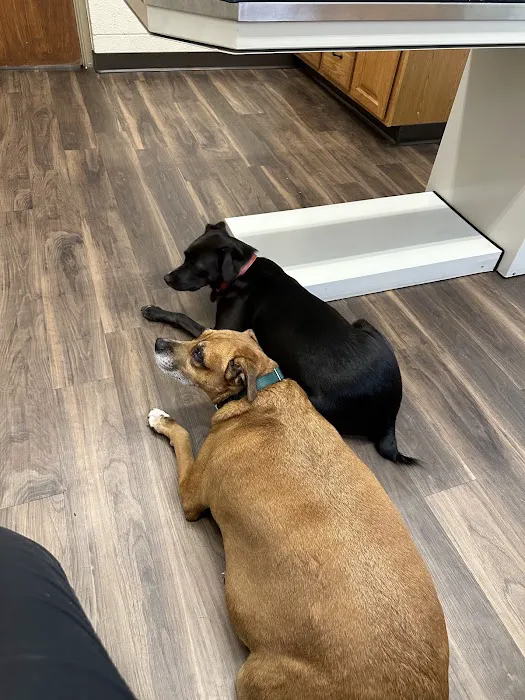 VCA Lakewood Animal Hospital Picture 2