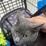 VIP Petcare Vaccination Clinic