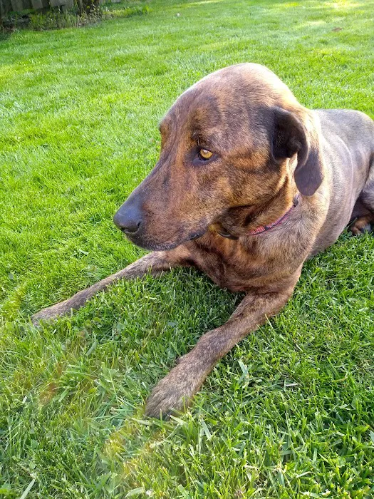 Rocky River Animal Hospital Picture 1