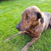 Rocky River Animal Hospital ico
