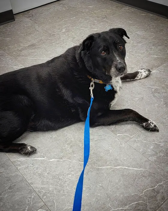 Rocky River Animal Hospital Picture 9