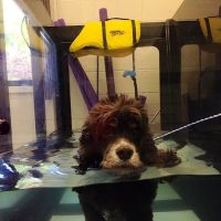 West Park Animal Hospital ico