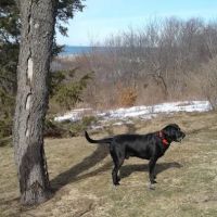 North Shore Veterinary Hospital ico