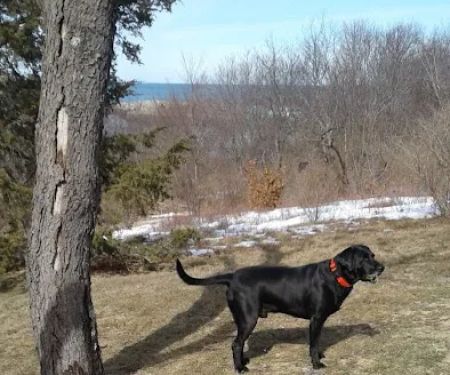 North Shore Veterinary Hospital