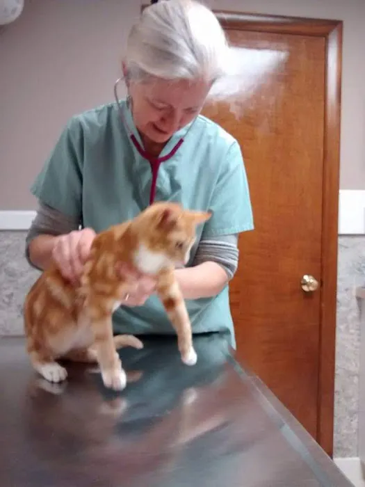 North Shore Veterinary Hospital Picture 3