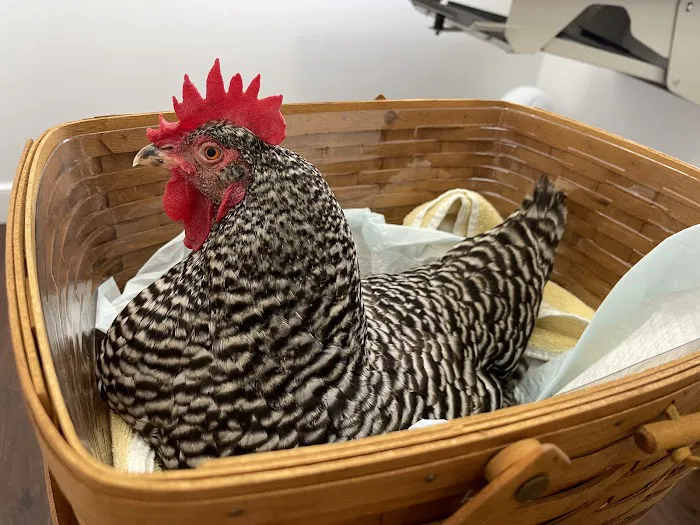 SeaPort Veterinary Hospital Picture 9