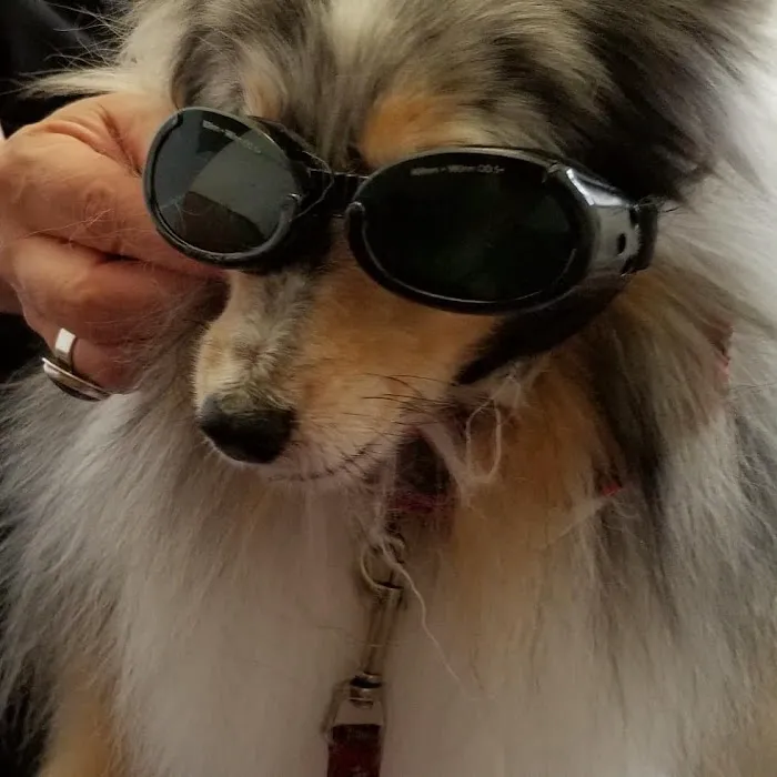 SeaPort Veterinary Hospital Picture 8