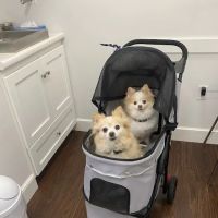 SeaPort Veterinary Hospital ico