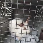 Camden Hospital For Animals: Contakos Stacey DVM