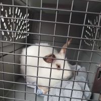 Camden Hospital For Animals: Contakos Stacey DVM ico
