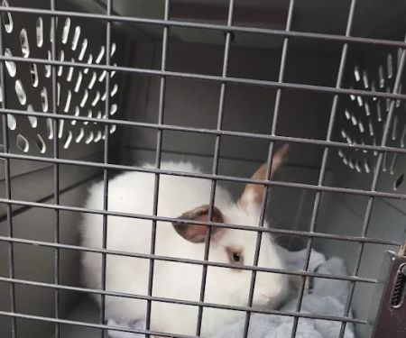 Camden Hospital For Animals: Contakos Stacey DVM