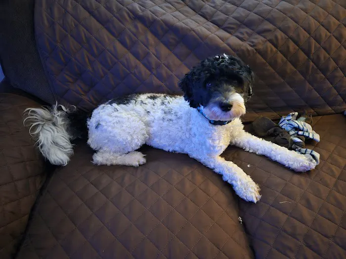 Garland Road Small Animal Hospital Picture 9