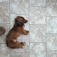 Bethlehem Animal Hospital ico