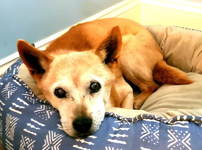 Bethlehem Animal Hospital Picture 2