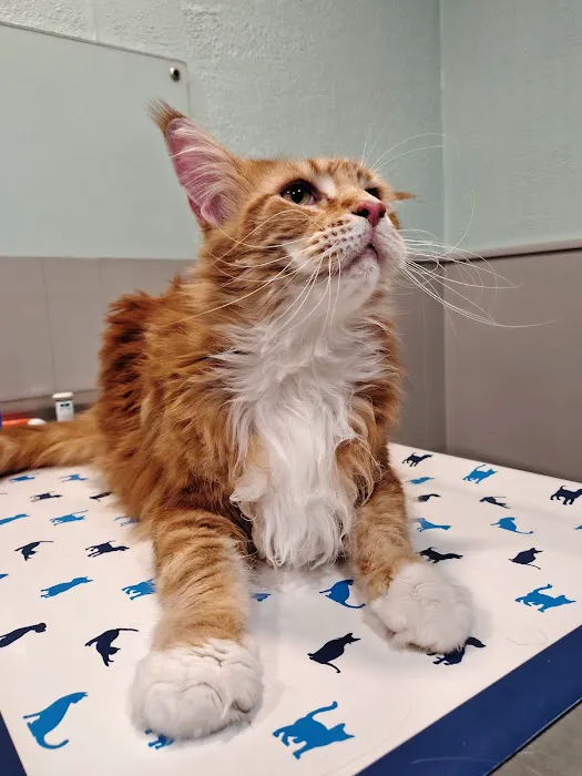 Springs Road Animal Hospital Picture 7