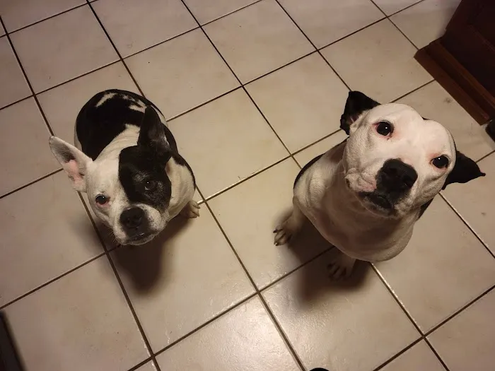 Countryside Pet Hospital Picture 2