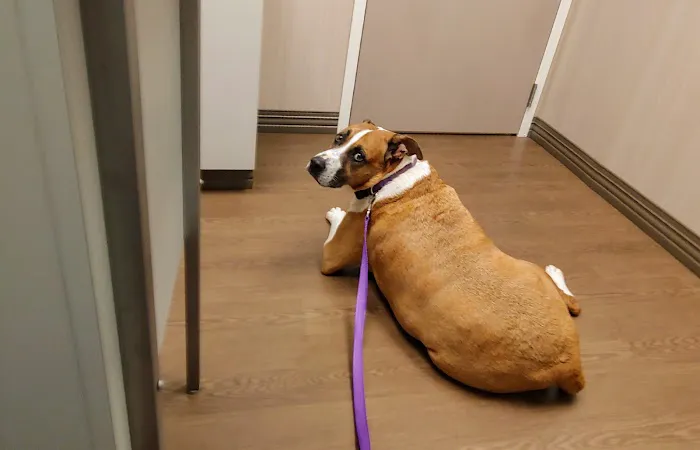 Countryside Pet Hospital Picture 1