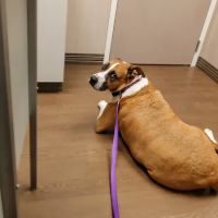 Countryside Pet Hospital ico