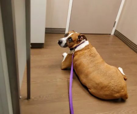 Countryside Pet Hospital