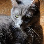 Conover Veterinary Hospital