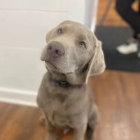 Plaza Animal Hospital ico