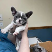 Lake Norman at Mooresville Animal Hospital ico