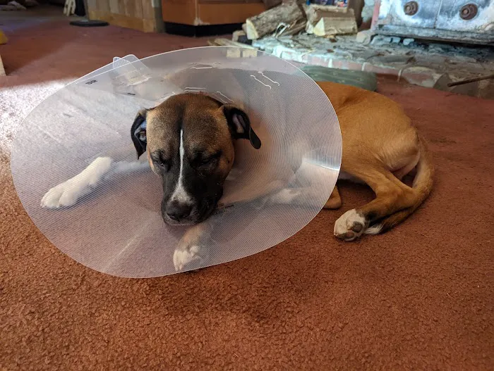Stand For Animals Veterinary Clinic Picture 9