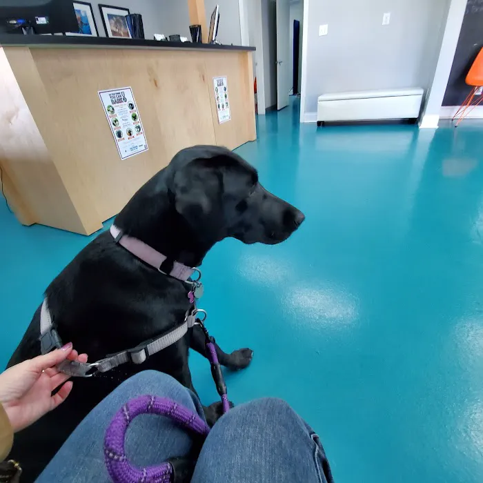Stand For Animals Veterinary Clinic Picture 7