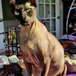 Village Animal Hospital
