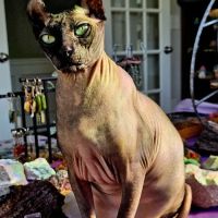 Village Animal Hospital ico