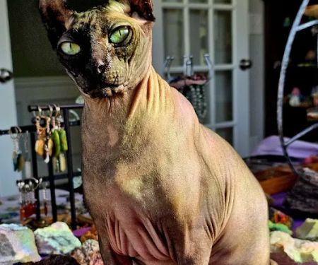 Village Animal Hospital