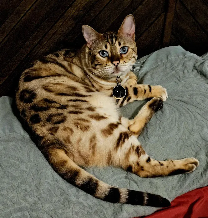 Village Animal Hospital Picture 2