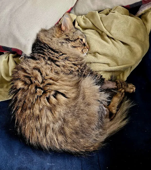 Village Animal Hospital Picture 9