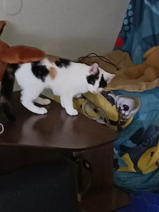 Lakewood Veterinary Hospital Picture 4