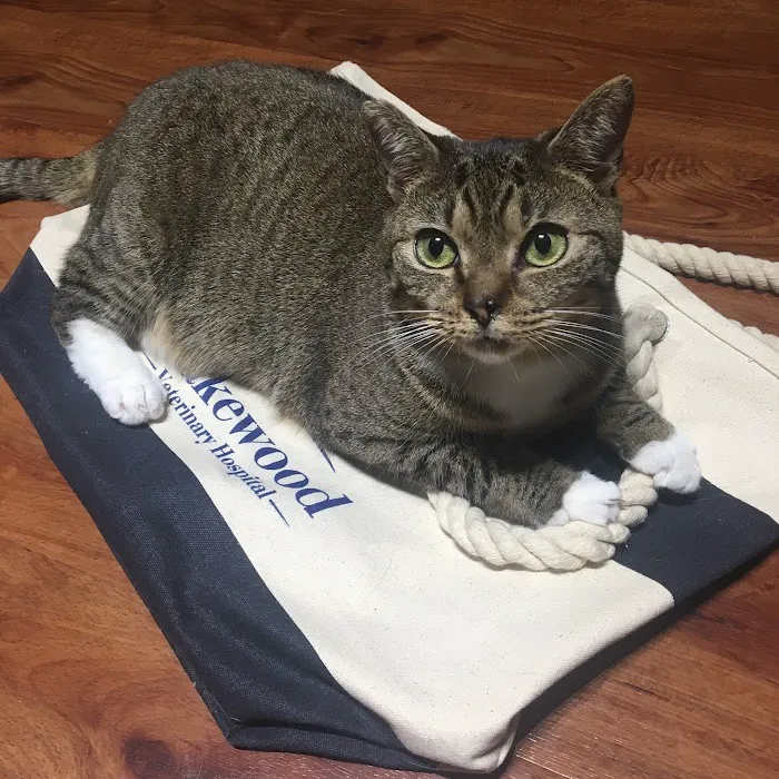 Lakewood Veterinary Hospital Picture 9