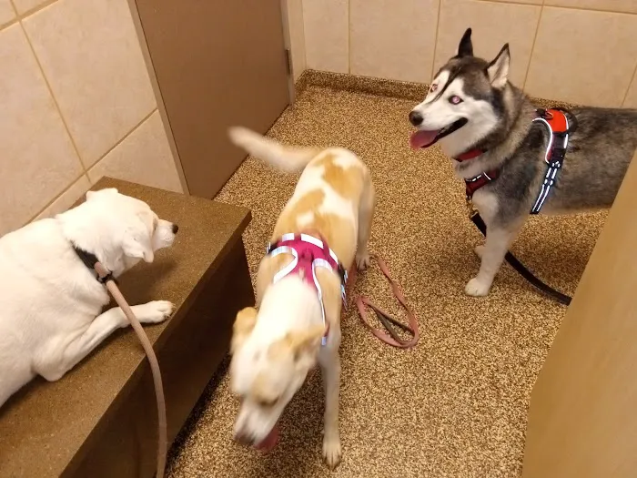 West Innes Animal Hospital Picture 4