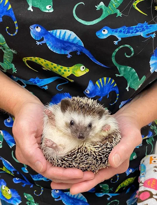 Small Animal Medicine & Surgery Picture 4