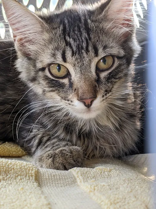 Davidson Animal Hospital Picture 4