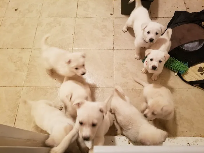 Davidson Animal Hospital Picture 2