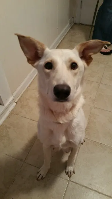 Davidson Animal Hospital Picture 1