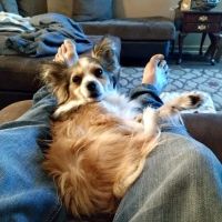 Lazy 5 Vets ico