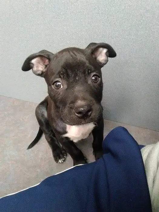 Salisbury Animal Hospital PA Picture 5