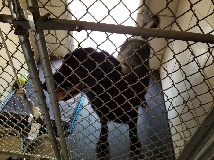 Salisbury Animal Hospital PA Picture 4