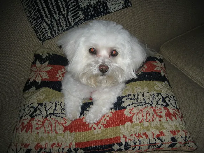 Salisbury Animal Hospital PA Picture 7